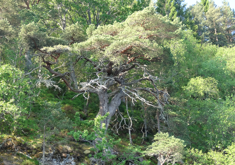Baum web Baum web