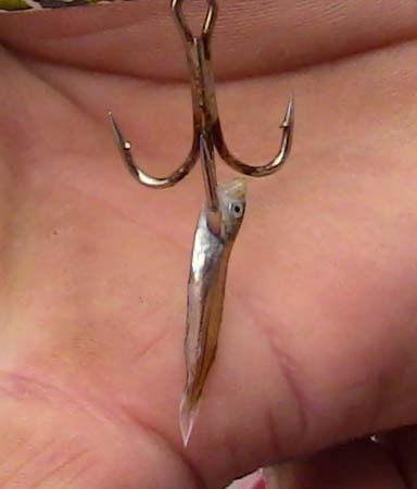 Fisch klein1