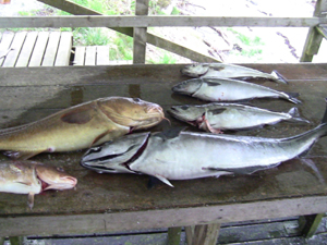 Fische