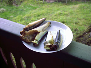 Räucherfisch Räucherfisch