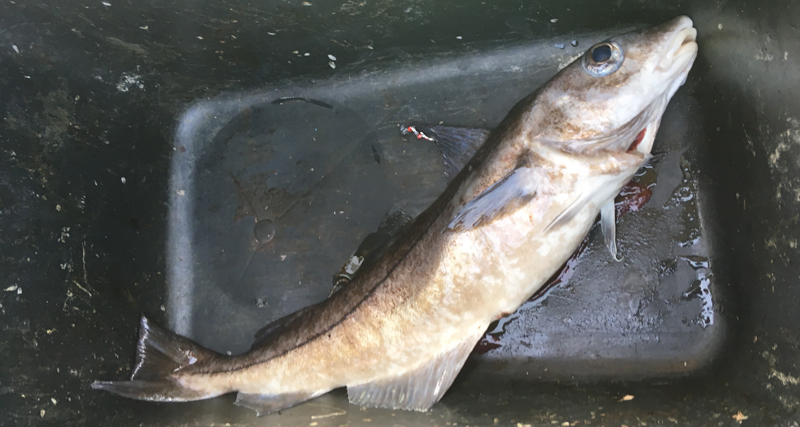 Schellfisch web Schellfisch web